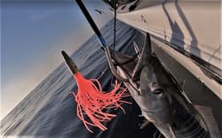 2 Pack High Speed ​​Skirted Wahoo & Tuna Lures Rigged 6ft 150lb Leader Line + Ba - Thumbnail 5