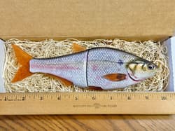 Authentic Hinkle Shad Swimbait / Glide Bait—Custom Painted (Brand New) - Thumbnail 2