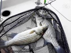 4Pack Premium18g 5 Arm Alabama Rig Head Umbrella Fishing Group Lures Bass Swi... - Thumbnail 3