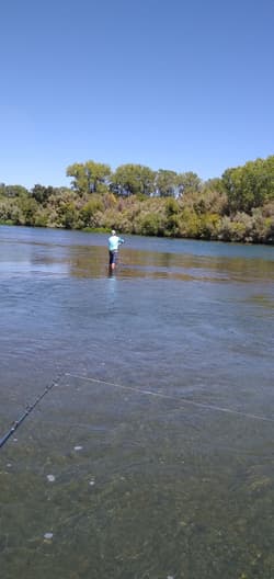 Swimbait sale auction 10 swimbaits  Striper swimbait fishing Glide Bait bass - Thumbnail 4