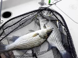 4Pack Premium18g 5 Arm Alabama Rig Head Umbrella Fishing Group Lures Bass  - Thumbnail 4