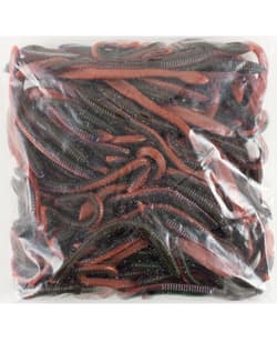 STRIKE KING KVD FAT BABY FINESSE 100 PACK BULK 5" FBFIN5-274 DESERT CRAW - Thumbnail 1