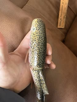 Hinkle Trout Early 2000s Large Swimming Trout Swimbait - Thumbnail 7