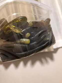 Gary Yamamoto Worm SetFat Ika, Yamasenko, Pro Senko - Thumbnail 5