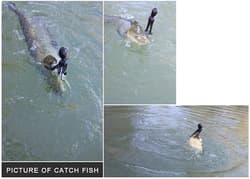 5Pcs Octopus Fishing Lures Skirt Tail Soft Squid Jigs Swimbait Lingcod Rockfish - Thumbnail 2