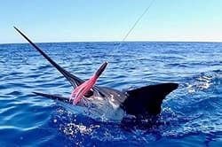 2 Pack High Speed ​​Skirted Wahoo & Tuna Lures Rigged 6ft 150lb Leader Line + Ba - Thumbnail 3