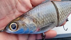 New Texas Swimbaits Gizzard Glide 8" 3.5oz Glide bait Chad Shad Clutch Pizz - Thumbnail 6