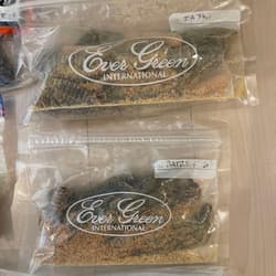 RAID JAPAN, Deps, Gary Yamamoto - Thumbnail 2