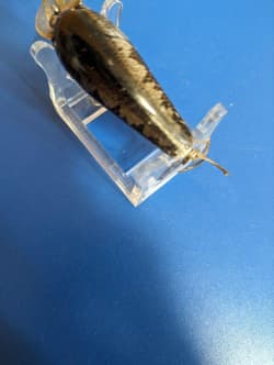 Strike King Rare Dance Old Crankbait Lure - Thumbnail 5