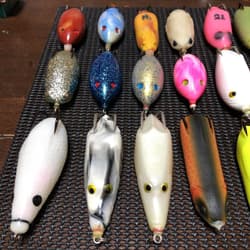 Snakehead frog - Thumbnail 2