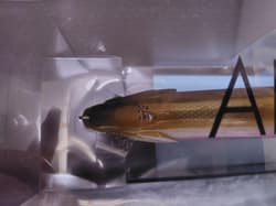 DRT Klash Ghost Midnight Wakasagi Fishing Joint Bites Lures Made in Japan New - Thumbnail 4