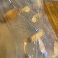 9” Umbrella Rig 4 Arm 11” With 6” Shad (9)  Pearl Black Head  8/0 Mustad New Pkg - Thumbnail 9