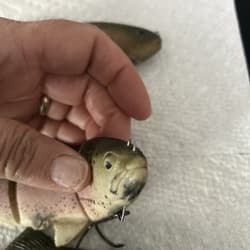 Original Rare Castaic Baits Platinum Series 8” Soft Jointed Trout Swimbait SS - Thumbnail 12