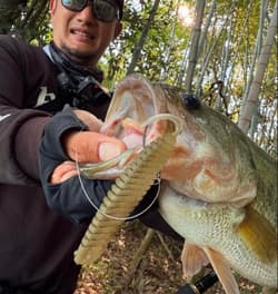 Raid Japan Kanamo Gold Swimbait Stain for Bass - Used - Thumbnail 2