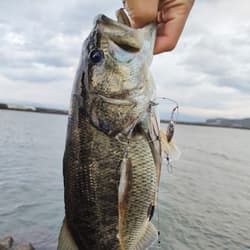 Finesse Alabama Rig with Blade, 5-Arm, Silver/Gold Blade, Used - Thumbnail 6