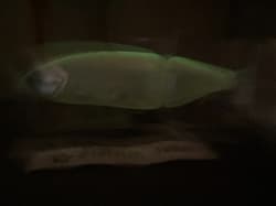 DRT TINY KLASH THRILLER Annive Color 2oz Big Swimbait Low Float Released in 2025 - Thumbnail 7