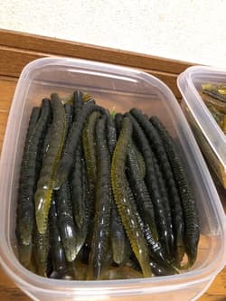 Gary Yamamoto Worm SetFat Ika, Yamasenko, Pro Senko - Thumbnail 3