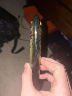 Black Dog Baits Lunker Punker, OG Wood, DEADSTOCK (MINT CONDITION) - Thumbnail 3