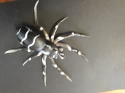 fishing soft plastics spider - Thumbnail 2