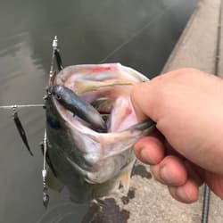 Alabama Rig Bama Fish Roller Ghost Wire Complete Set Used for Bass Fishing - Thumbnail 5