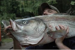 Pogie Lure SHAD Menhaden 2.30 oz. Orig. OC Swimbait White Bait 🔥BASS/Striper - Thumbnail 5
