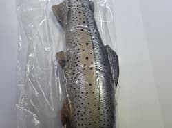 Working Class Zero RARE 11” Battles trout discontinued Swimbait By WCZ - Thumbnail 9