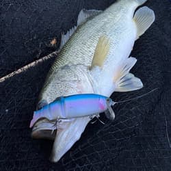 KAESU KUMOKIRI D/S #101 SMOKING GHOST 1.65oz 6.5inch Big Swimbait NEW Japan - Thumbnail 12