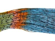 Lure Parts Online Bass Academy Double Tip Skirts 10pk - Thumbnail 4