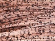 Skirts Unlimited Speckled Skirts 10pk - Thumbnail 4