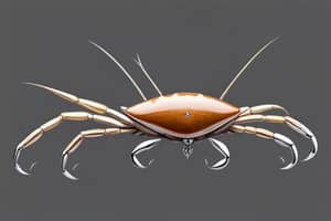 light-brown-crab-lure-1703210922
