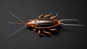 brown-cockroach-lure-1720185771