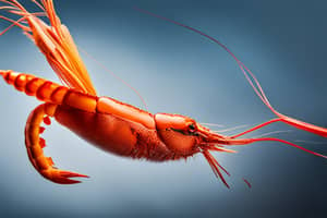 orange-prawn-lure-1691004446