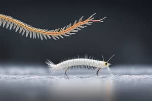 white-centipede-lure-1696475602