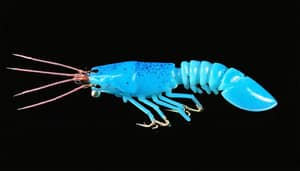 blue-crawfish-lure-1742866761
