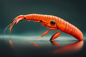 orange-prawn-lure-1691005796