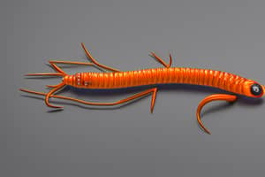 natural-centipede-lure-1691001911