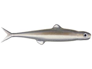 Evergreen International Last Ace 75