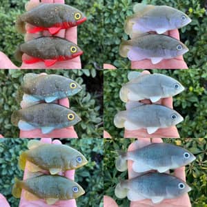 Yunique 4.75” Weedless Gill