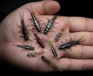 10PCS SET | STONEFLY LARVAE | DROPSHOT | 2,5-4,5cm | BASIC COLORS