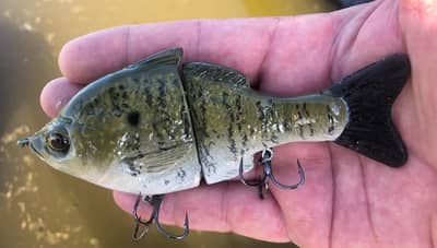 Texas Gill Glide (White Crappie)