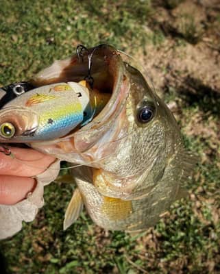 Ligpiggy Lure