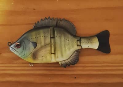 Kanga Bluegill