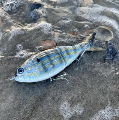 Theory Saltwater Menhaden