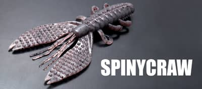  SPINY CRAW