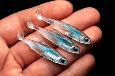 NEW MICRO FISH 4,5cm | 1.6″| BLUE