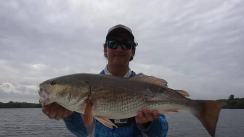 Reds and Snook