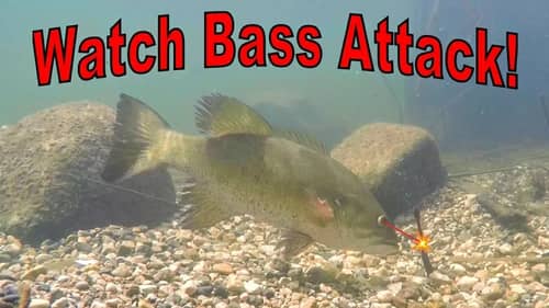 Bed Fishing Smallmouth Bass - Watch Them Attack!