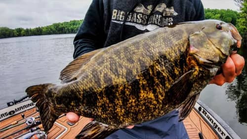 Sight Fishing for Big Smallmouth with a BEAUTIFUL Bass