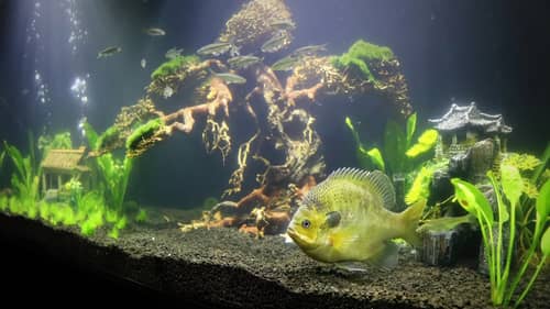 Aquarium Update - Bonsai Tree and a NEW Pet Bluegill!