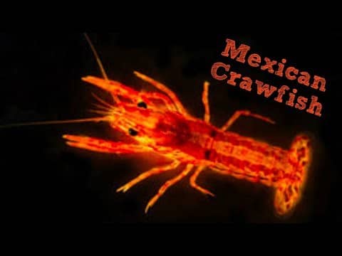 Smallest Crawfish in the World! (Mexican Crawfish)